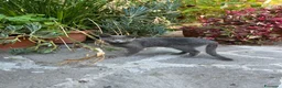 Altre razze gatti in regalo: Bellissimo gatto grigio cerca casa ❤️ - Annuncio 7