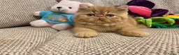Exotic Shorthair gatti in vendita: Gattino exotic shorthair - Annuncio 3