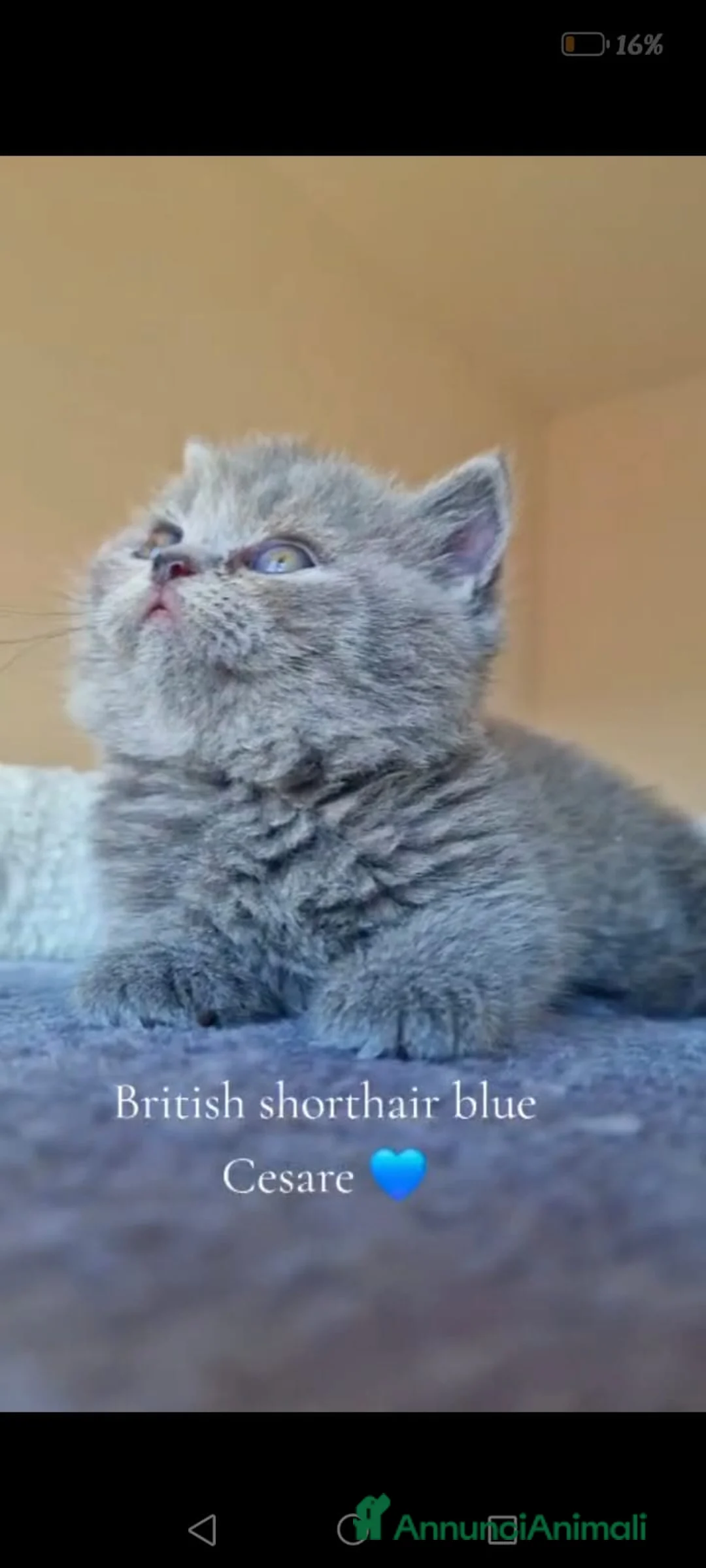 British gatti in vendita: British shorthair  - Annuncio 1