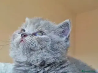 British gatti British shorthair - Annuncio 1