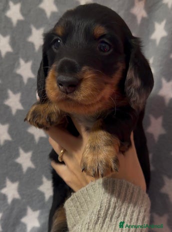 Bassotto cani - Annuncio 4