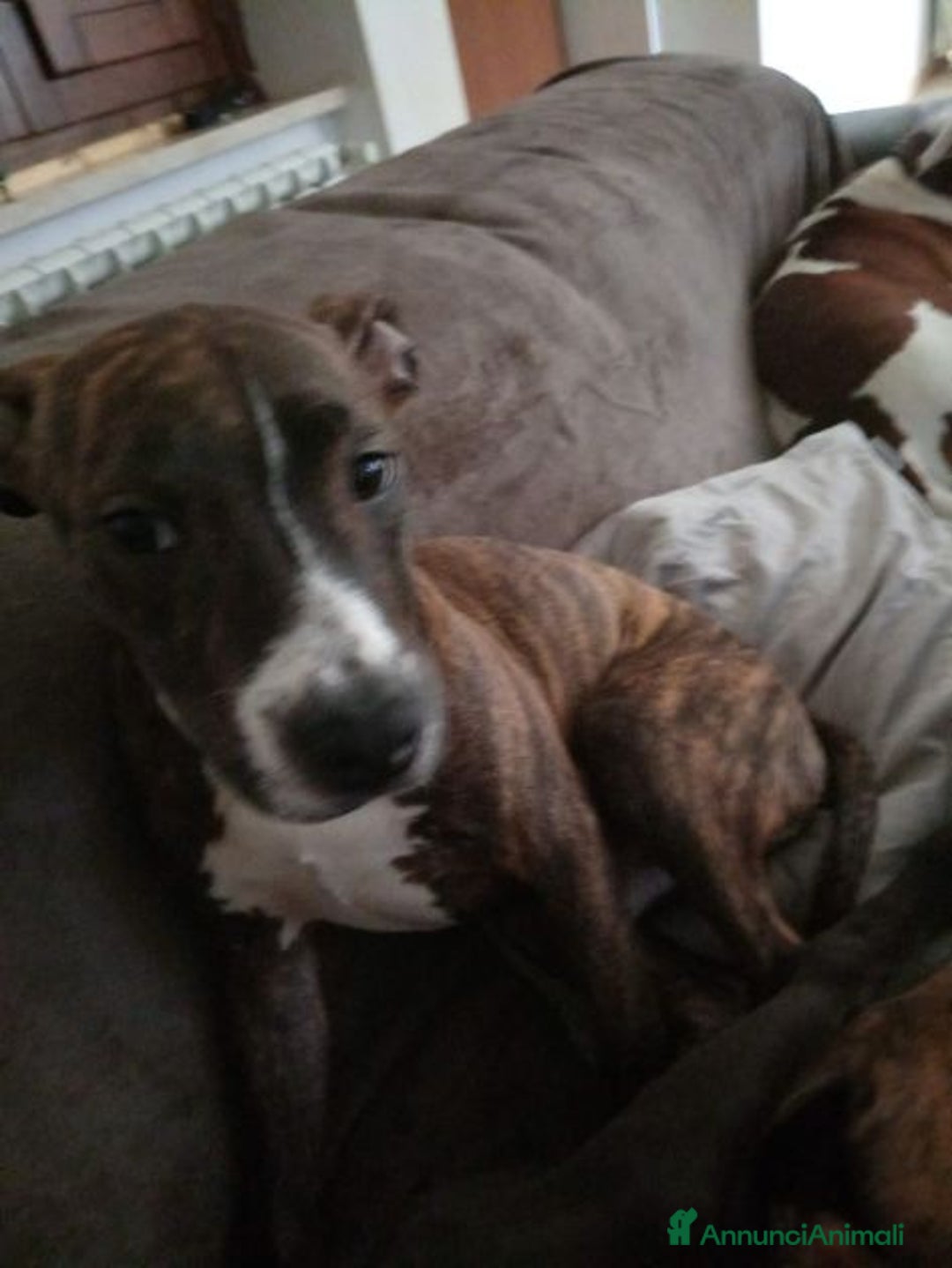 Meticcio cani in regalo: Ultimi 2 cuccioloni ben socializzati - Annuncio 3