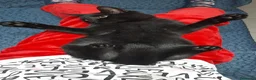 Meticcio gatti in regalo: GATTO NERO  a Provincia di Crotone - Annuncio 5