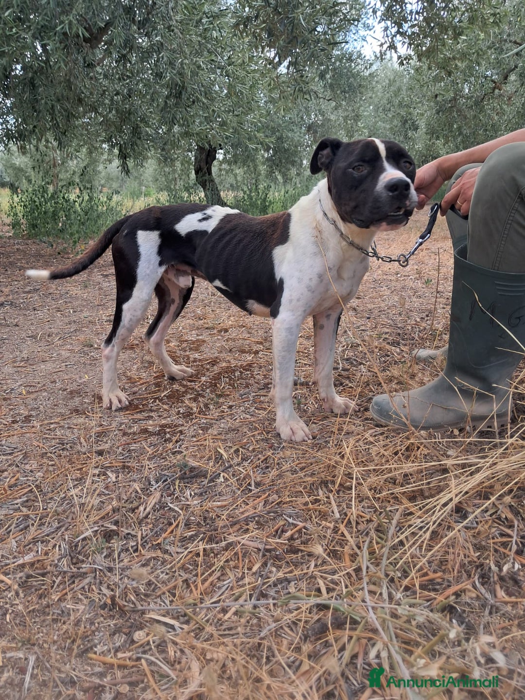 Meticcio cani in regalo: CHICCO - mix Pit/Amstaff bianco e nero, giovane - Annuncio 5