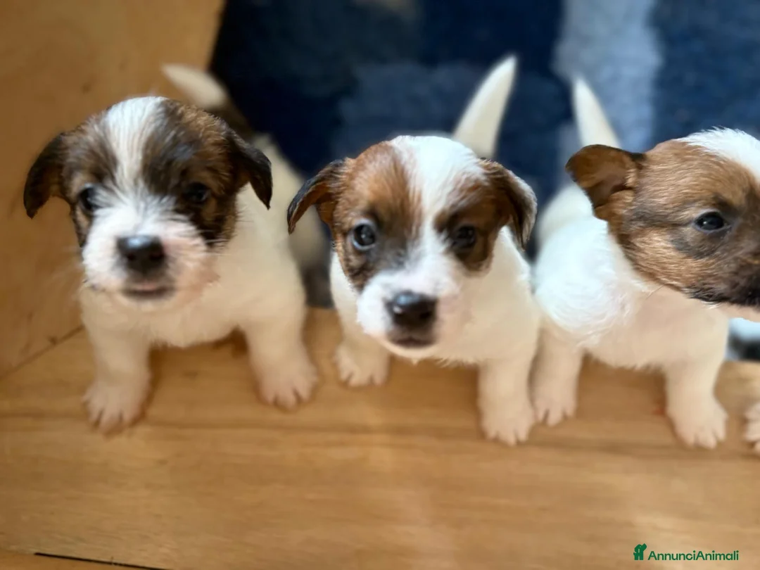 Jack Russell cani in vendita: jack russell white tan a pelo ruvido/broken - Annuncio 6