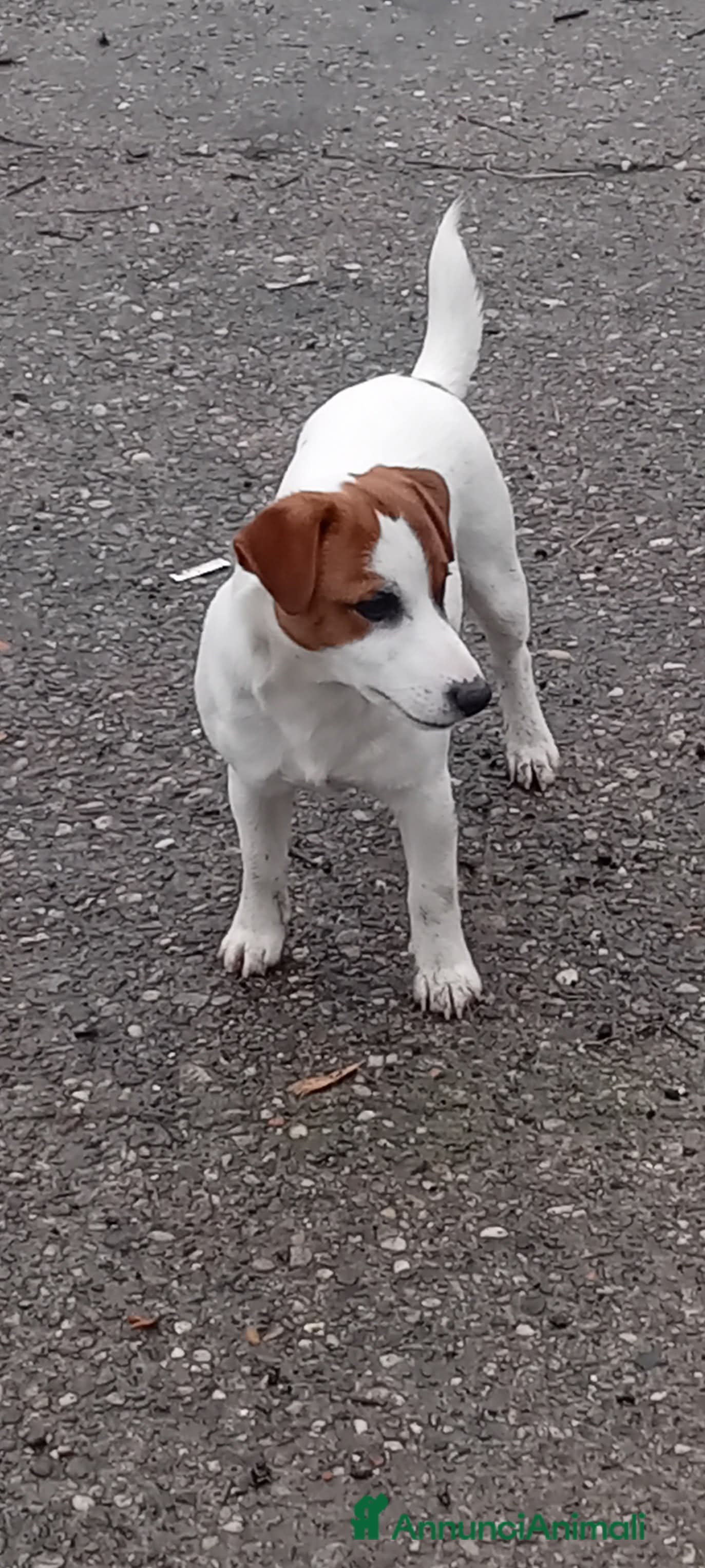 Jack Russell cani Jack russell - Annuncio 2