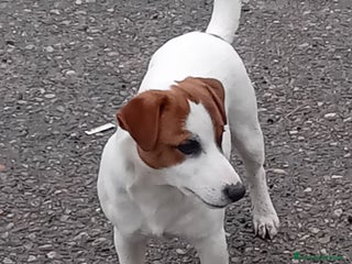 Jack Russell cani Jack russell - Annuncio 1