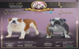 Bulldog cani in vendita: Cucciola bulldog  a Provincia di Latina - Immagine 4