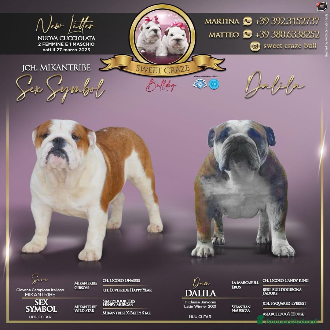 Bulldog cani in vendita: Cucciola bulldog  a Provincia di Latina - Immagine 4