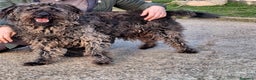 Meticcio cani in regalo: dolce black in regalo a Provincia di Como - Annuncio 1