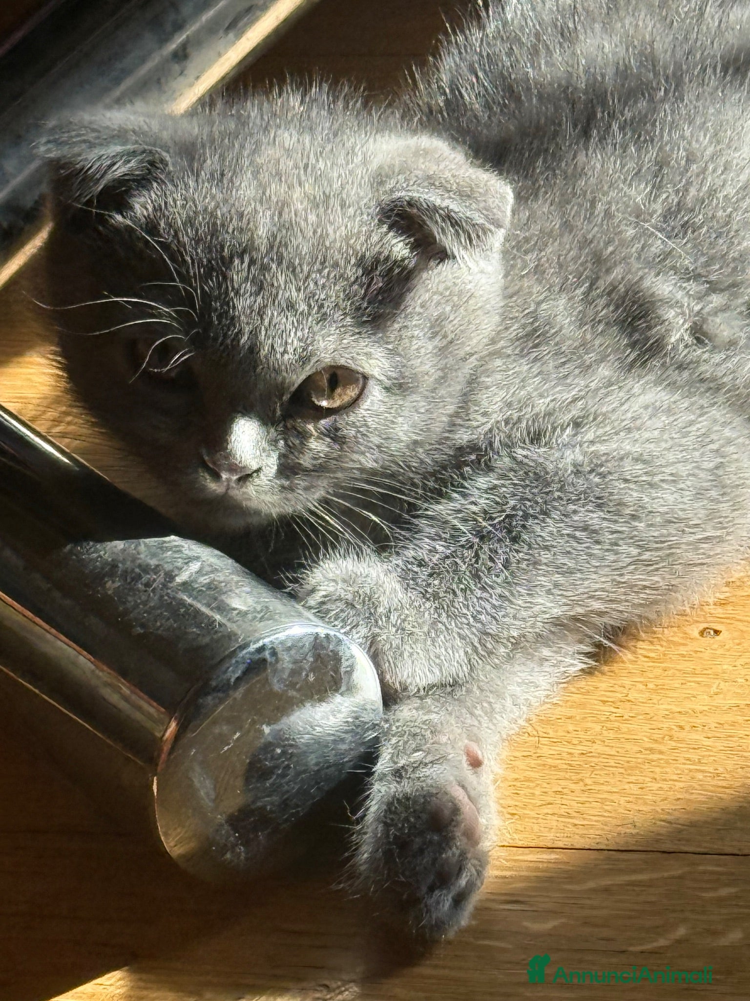 Scottish gatti Scottish fold e straight blu con occhi arancioni - Annuncio 2