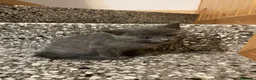 Meticcio gatti in vendita: Gattina grigia  - Annuncio 4