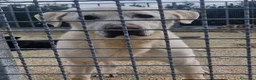 Meticcio cani in regalo: Nonno Bianchino 13 anni di reclusione! - Annuncio 1