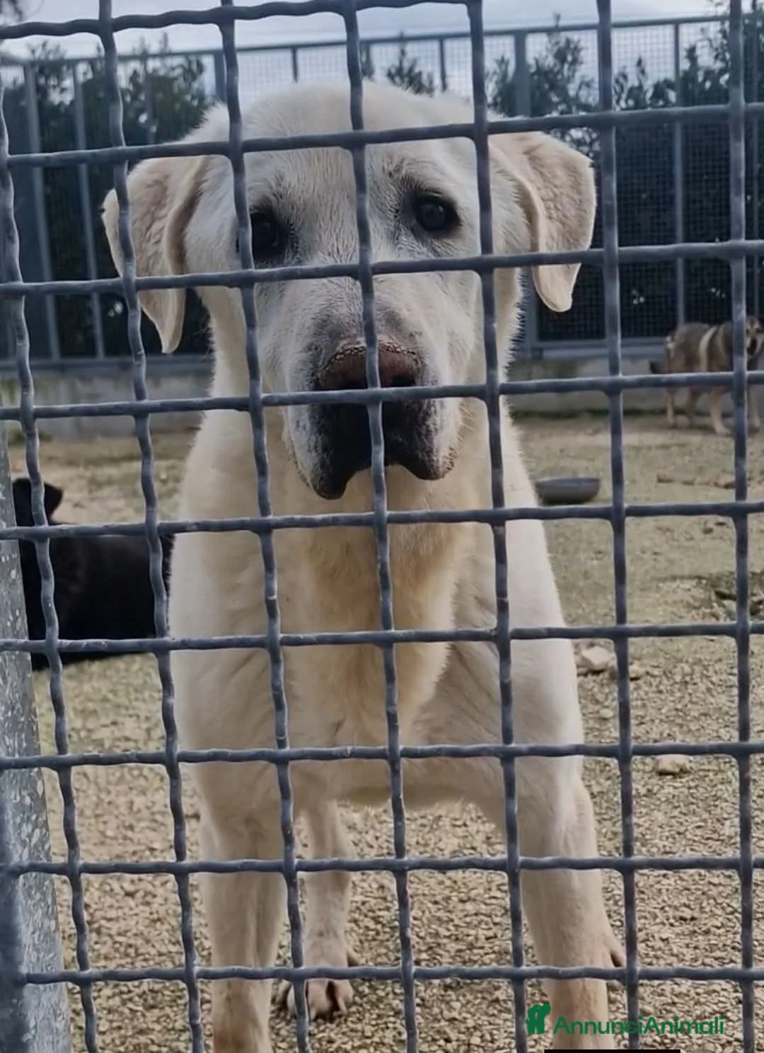 Meticcio cani in regalo: Nonno Bianchino 13 anni di reclusione! - Annuncio 1
