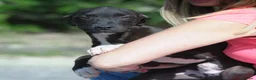 Meticcio cani in regalo: PATRIZIO - Annuncio 3