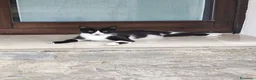 Meticcio gatti in regalo: Meravigliosi gattini  a Città metropolitana di Roma Capitale - Annuncio 3