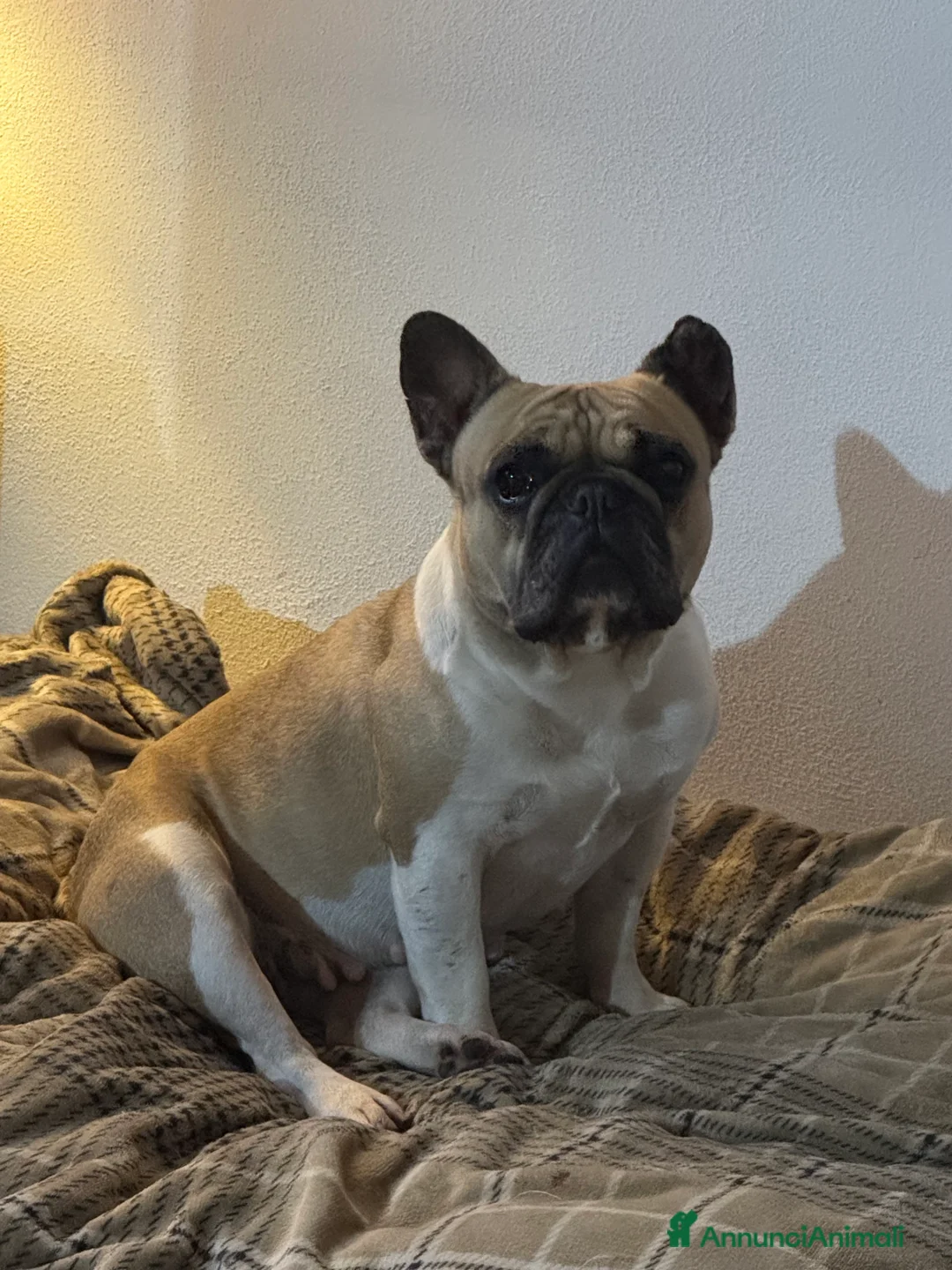 Bulldog Francese cani in vendita: Cucciolo bulldog francese  - Annuncio 9