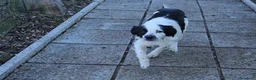 Meticcio cani in regalo: Regalo meticcio  - Annuncio 2