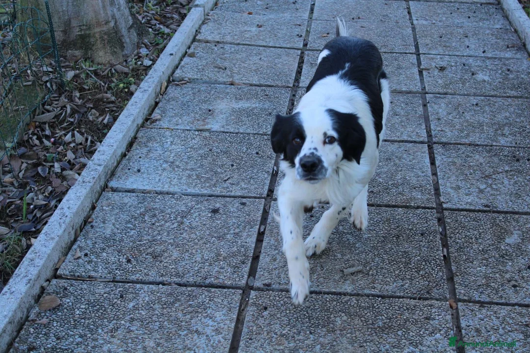 Meticcio cani in regalo: Regalo meticcio  - Annuncio 2