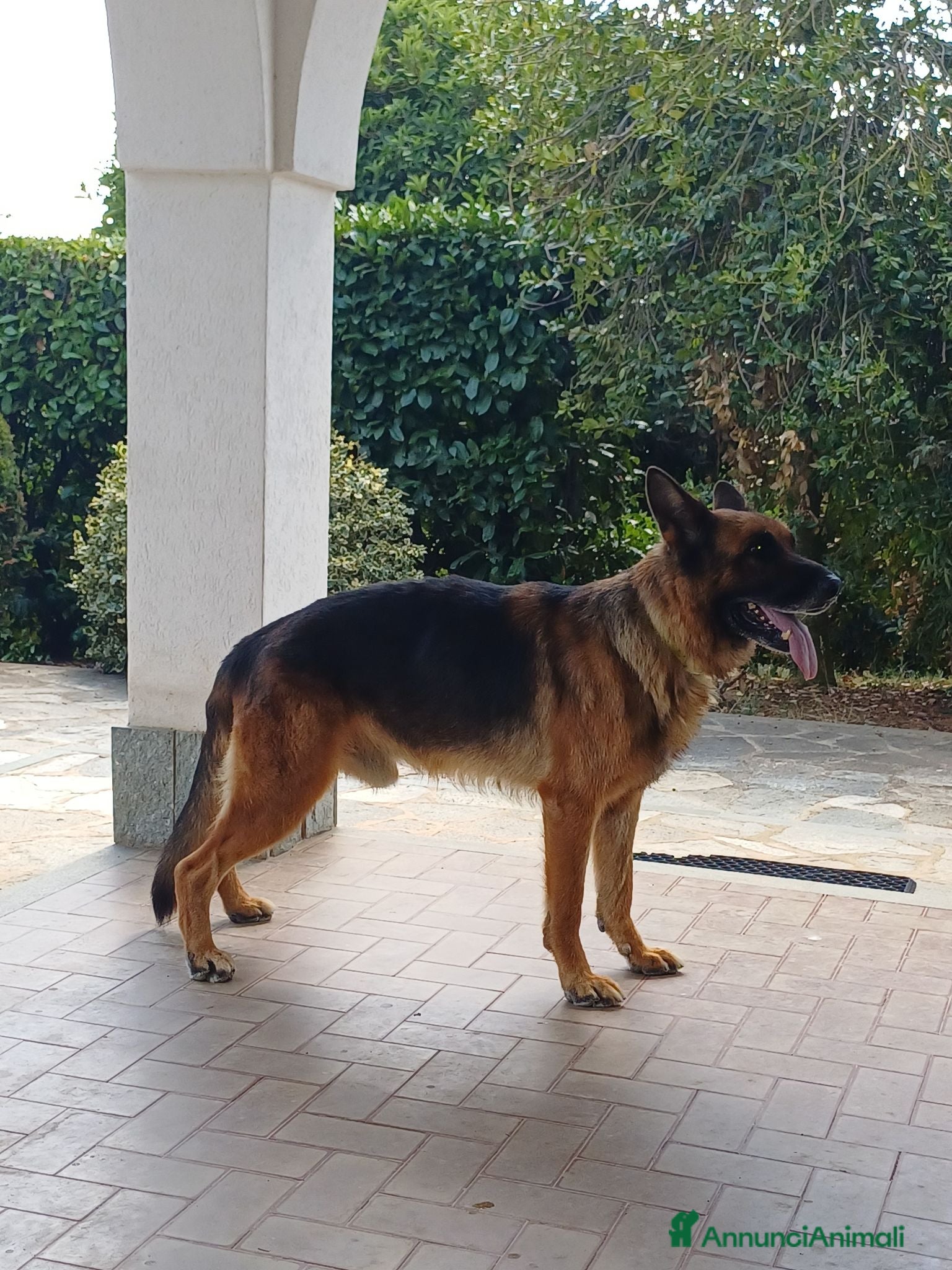 Pastore Tedesco cani Pastore tedesco - Annuncio 1