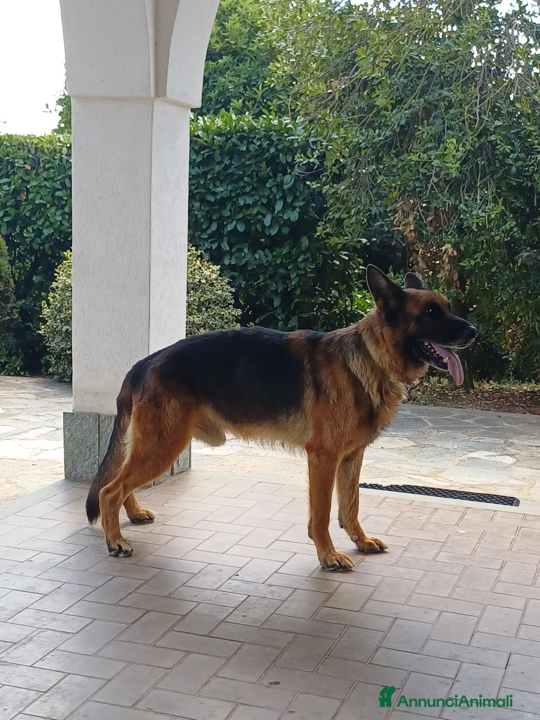 Pastore Tedesco cani in regalo: Pastore tedesco a Provincia di Cuneo - Annuncio 1