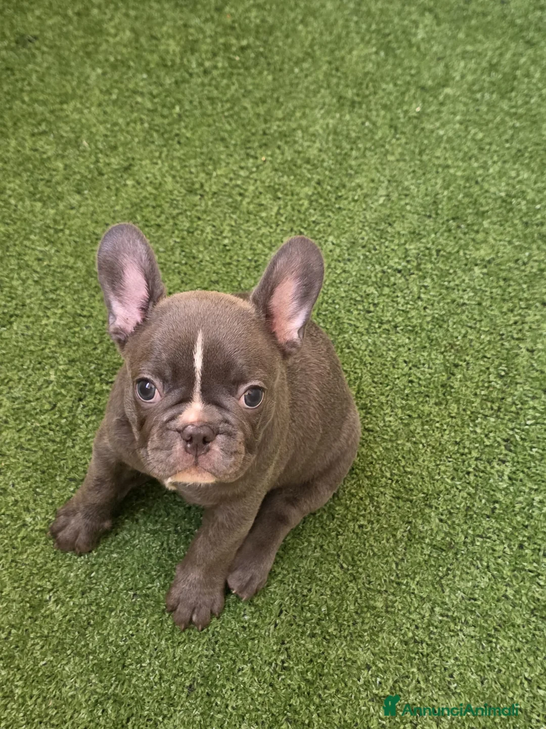 Bulldog Francese cani in vendita: Bulldog francese maschio  - Annuncio 2