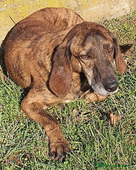 Segugio cani NICK tranquillo e socievole - Annuncio 6