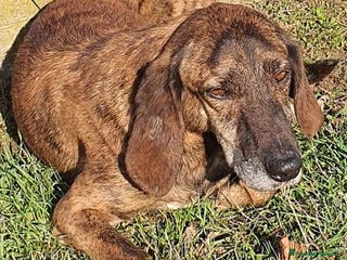 Segugio cani NICK tranquillo e socievole - Annuncio 4