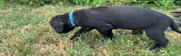 Cane Corso cani in vendita: Cuccioli di Cane Corso manto nero - Annuncio 13