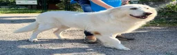 Meticcio cani in regalo: RAMBO MAREMMANO - Annuncio 10