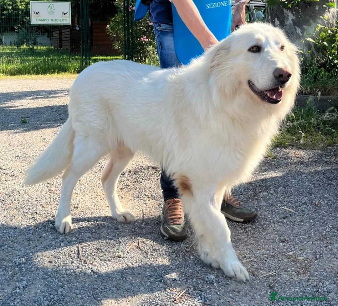 Meticcio cani in regalo: RAMBO MAREMMANO - Annuncio 10