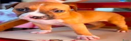 American Staffordshire cani in vendita: Amstaff  - Annuncio 6