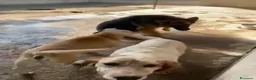 Pastore Tedesco cani in regalo: DOMIZIANA bella socievole - Annuncio 4