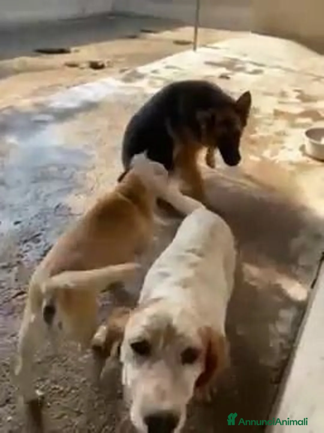 Pastore Tedesco cani in regalo: DOMIZIANA bella socievole - Annuncio 4