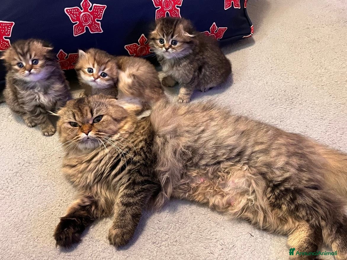 Scottish gatti Gattini Scottish/British a Provincia di Pistoia - Annuncio 1