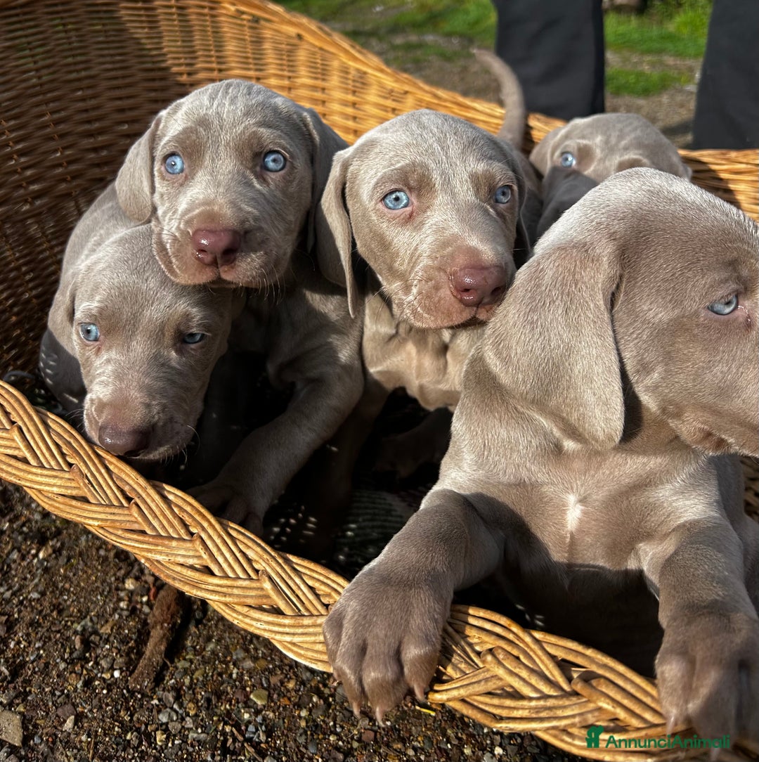 Weimaraner cani in vendita: Cuccioli di Weimaraner - Annuncio 4