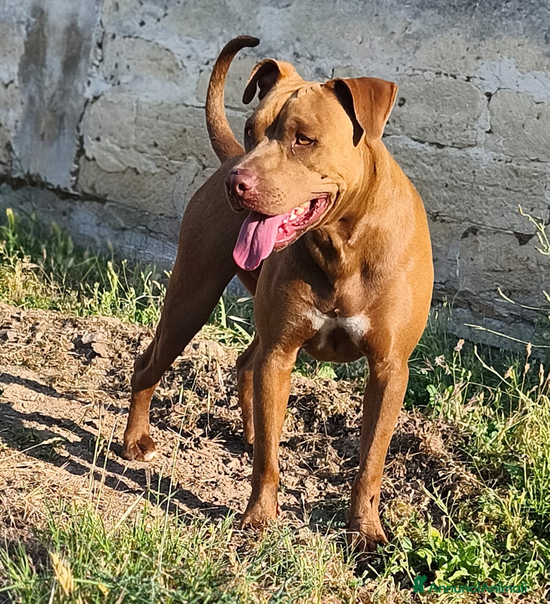 Pitbull cani in regalo: Jago, il rosso  a Città Metropolitana di Bari - Immagine 8