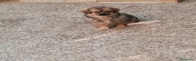 Tibetan Spaniel Cucciolo 3
