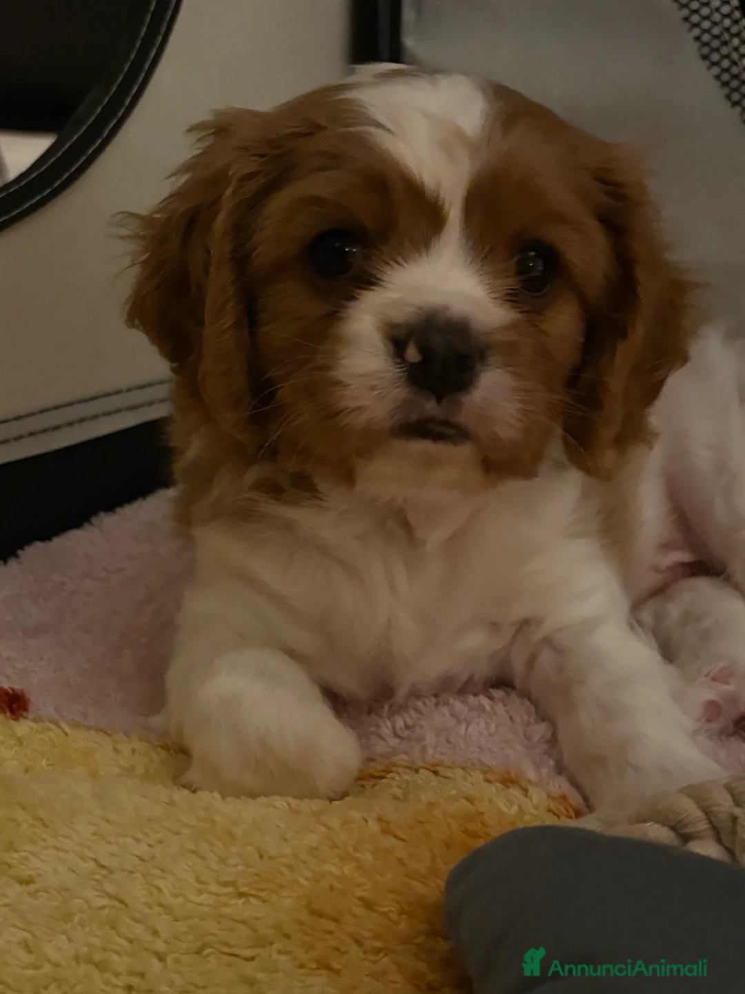 Cavalier King cani in vendita: Vendo cucciolo Blenheim - Annuncio 7