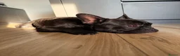 Bulldog Francese cani per accoppiamento: Bulldogue Francese Maschio da Monta a Provincia di Como - Annuncio 2