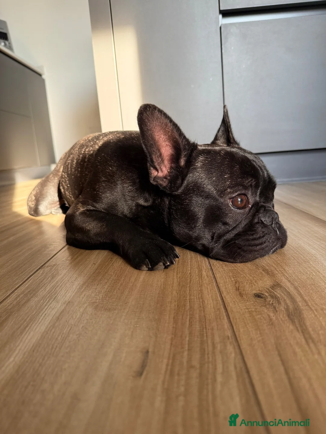 Bulldog Francese cani per accoppiamento: Bulldogue Francese Maschio da Monta a Provincia di Como - Annuncio 2