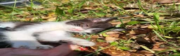 Meticcio gatti in vendita: Gattini piccoli maschi  a Provincia di Ascoli Piceno - Annuncio 3