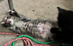Altre razze gatti in vendita: 7 allegri batuffoli in cerca di casa a Province of Brescia - Immagine 20