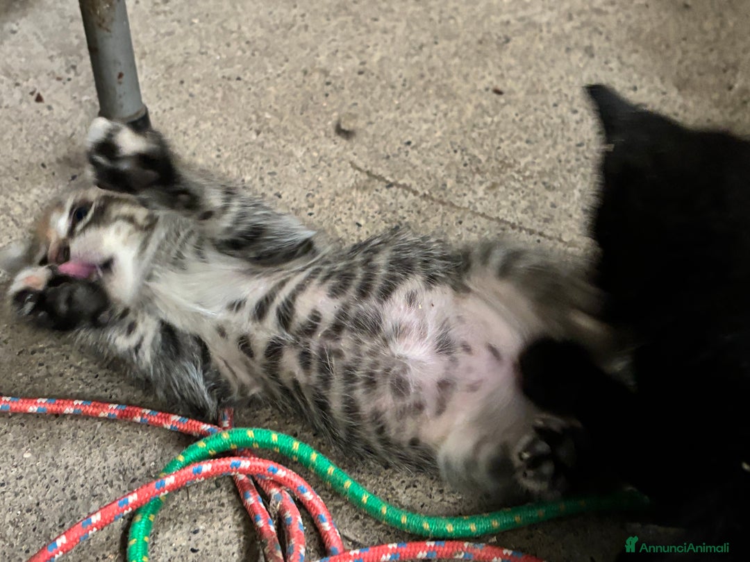 Altre razze gatti in vendita: 7 allegri batuffoli in cerca di casa a Province of Brescia - Immagine 20