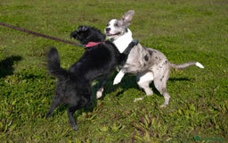 Meticcio cani in regalo: TALA, meravigliosa cagnolona tanto dolce! a Città Metropolitana di Firenze - Immagine 10