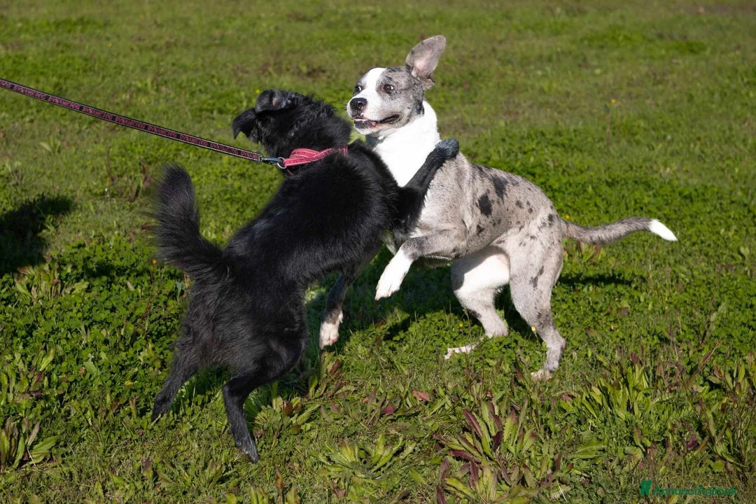 Meticcio cani in regalo: TALA, meravigliosa cagnolona tanto dolce! a Città Metropolitana di Firenze - Immagine 10