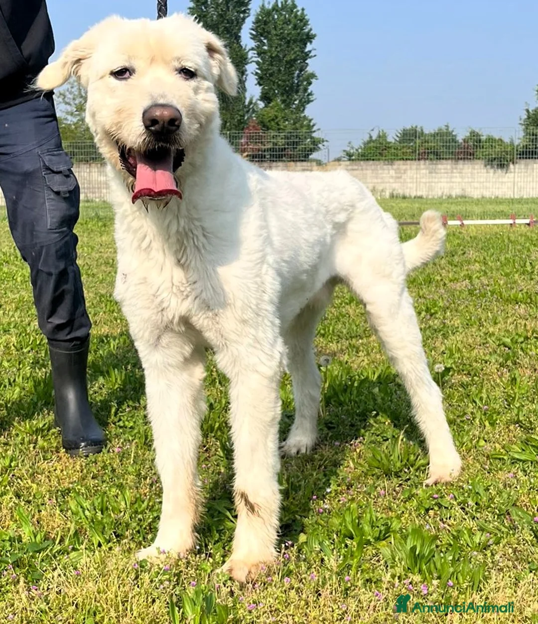 Meticcio cani in regalo: BELLE BELLISSIMO - Annuncio 1