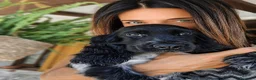Cocker cani in vendita: Asher cucciolo di cocker spaniel inglese  - Annuncio 3