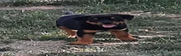 Rottweiler cani in vendita: Cucciolo maschio di Rottweiler con il Pedigree  - Annuncio 4