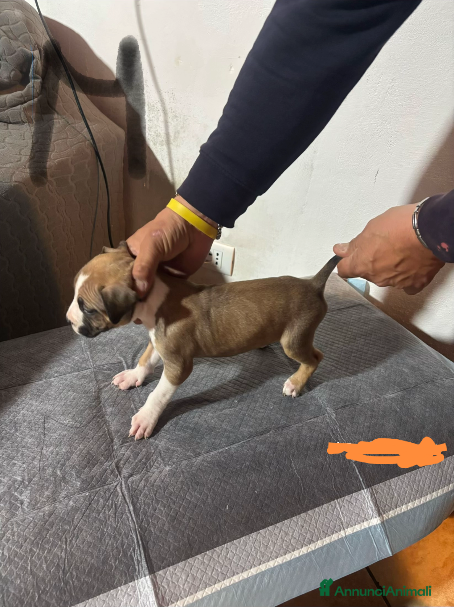 Pitbull cani amstaff  - Annuncio 2